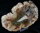 Colorful Petrified Wood (Araucaria) Slab - #19585-1